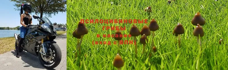 omg рабочий сайт  Канск  Галлюциногенные грибы Cubensis 